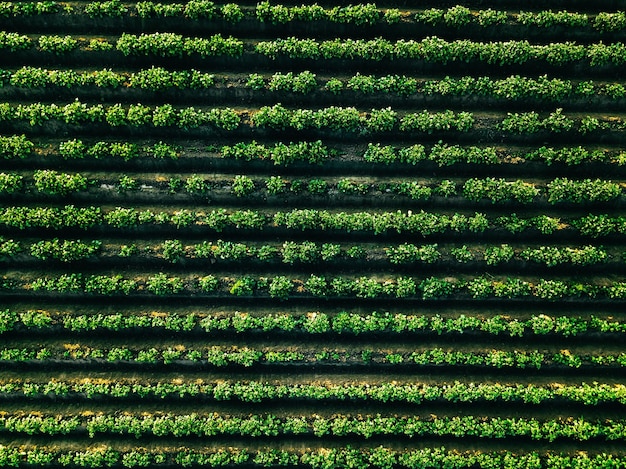 Vista aérea del campo de hileras de patatas en el paisaje agrícola de Finlandia