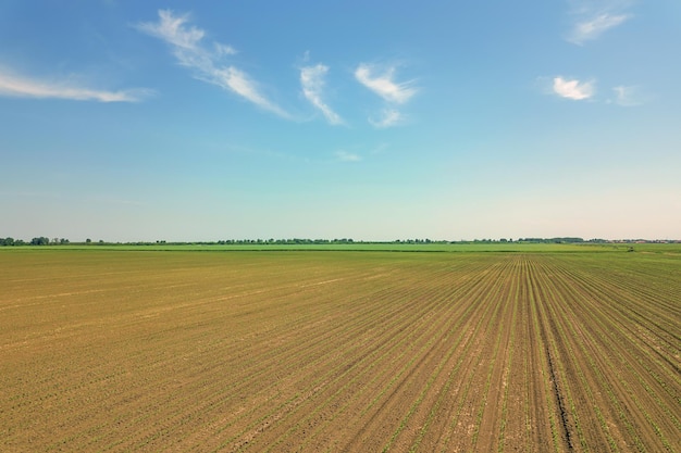 Vista aérea del campo de maíz. Maíz verde joven. Vista aérea de maíz.