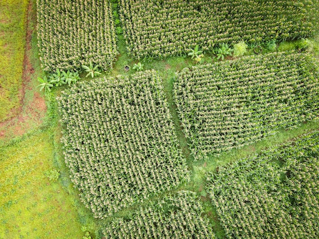 Vista aérea campo medio ambiente bosque naturaleza granja agrícola fondo campo de maíz desde arriba