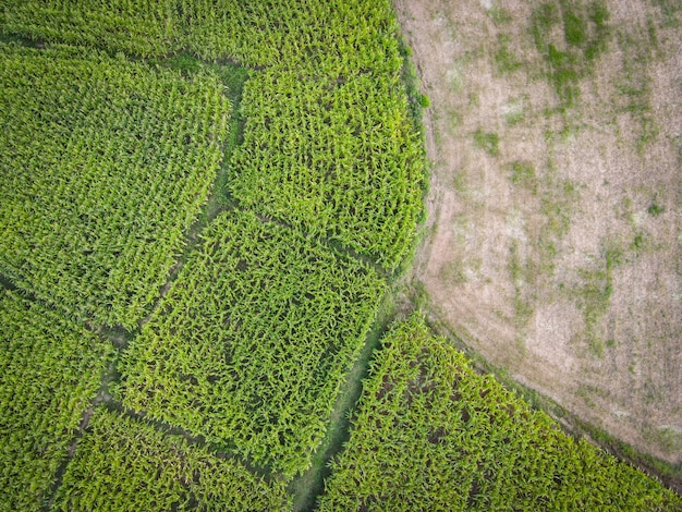 Vista aérea campo medio ambiente bosque naturaleza granja agrícola fondo campo de maíz desde arriba