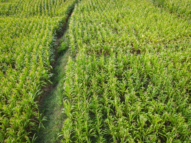 Vista aérea campo medio ambiente bosque naturaleza granja agrícola fondo campo de maíz desde arriba