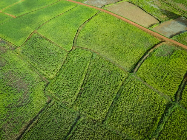 Vista aérea campo meio ambiente floresta natureza agrícola fazenda fundo campo de arroz de cima