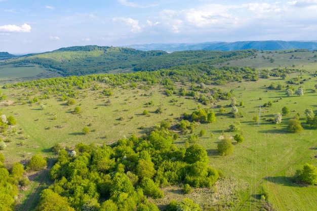 Vista aérea de un campo de pastos salvajes verdes en la primavera