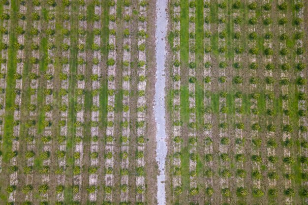 Una vista aérea de un campo con un pequeño camino que conduce al agua.