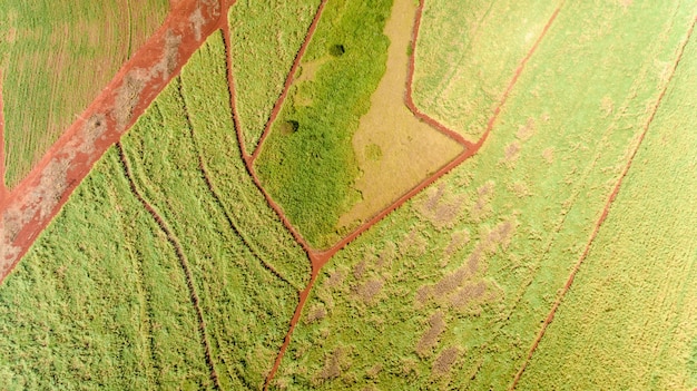 Vista aérea del campo de la plantación de la caña de azúcar con la luz del sol. Industrial agrícola