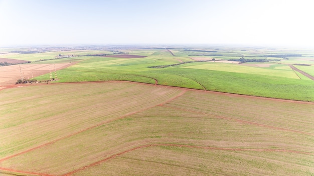 Vista aérea del campo de la plantación de la caña de azúcar con la luz del sol. Industrial agrícola