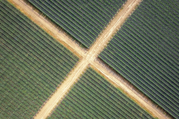 Vista aérea del campo de plantas bien diseñado