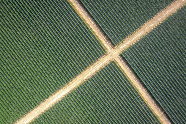 Vista aérea del campo de plantas bien diseñado