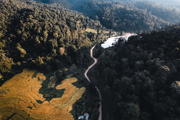 Vista aérea del campo de la terraza de arroz dorado en Chiang Mai, Tailandia