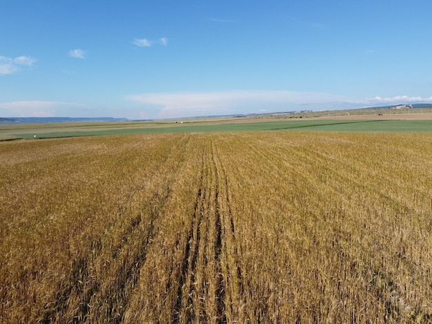 Vista aérea del campo de trigo verde en el campo Campo de trigo que sopla en el viento en el soleado día de primavera Espigas de cultivo de cebada en la naturaleza Industria agrícola y producción de alimentos