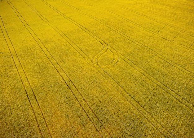 Vista aérea de campo de trigo verde en campo campo de trigo en el viento en la puesta de sol joven