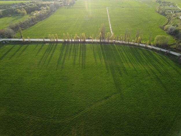 Vista aérea de campo de trigo verde en campo campo de trigo en el viento en la puesta de sol joven