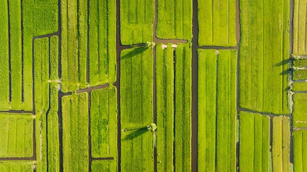 Vista aérea del campo verde Países Bajos Canales con agua para agricultura Campos y prados