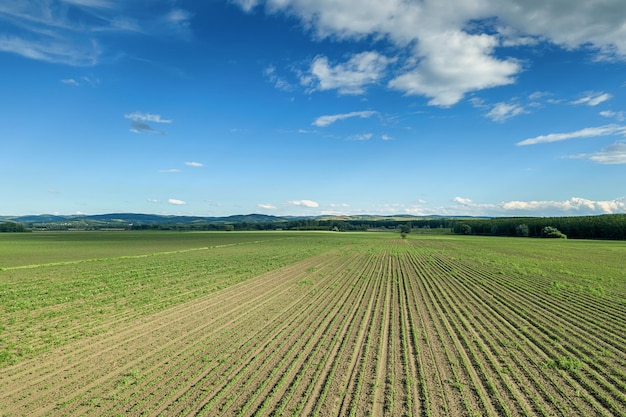 Vista aérea de campos agrícolas. Campo, paisaje agrícola Vista aérea.