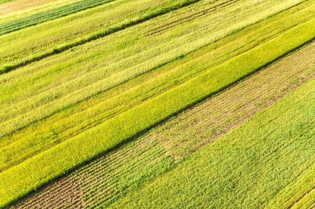 Vista aérea de campos agrícolas verdes en primavera con vegetación fresca después de la temporada de siembra en un día cálido y soleado.