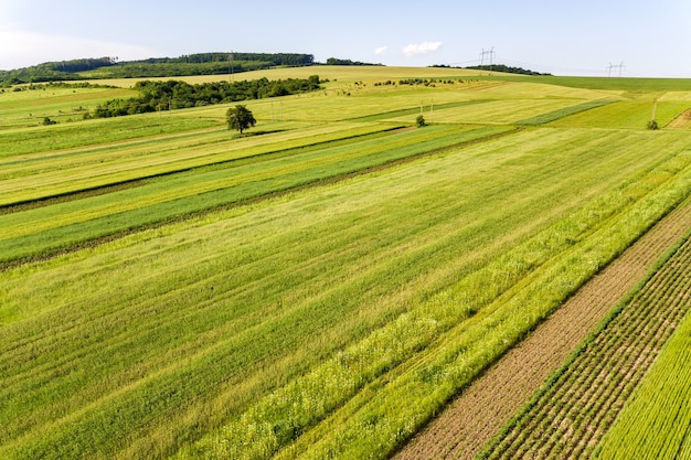 Vista aérea de campos agrícolas verdes en primavera con vegetación fresca