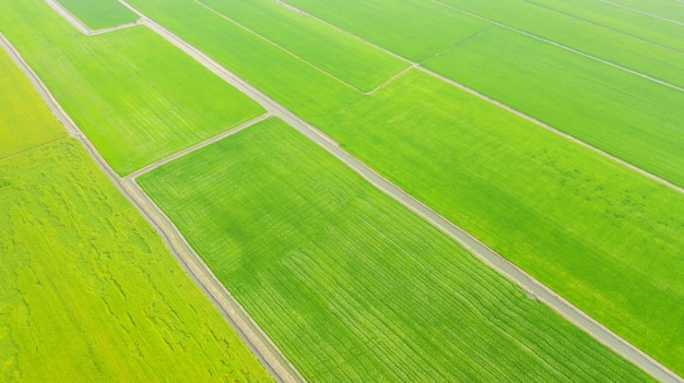 Vista aérea de los campos de arroz amarillo y verde.