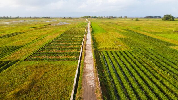 Vista aérea de los campos de arroz con un camino de fundición en el medio