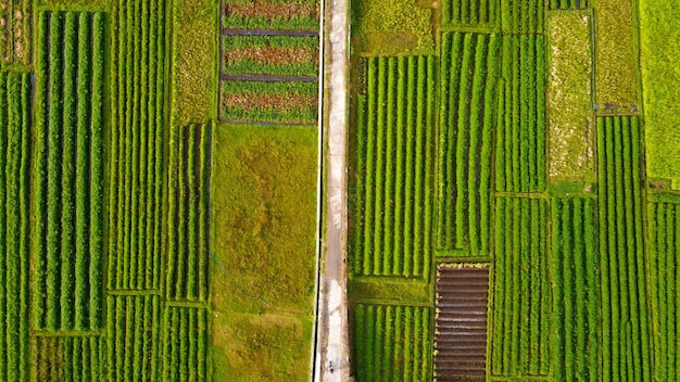 Vista aérea de los campos de arroz con un camino de fundición en el medio