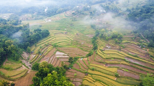 Vista aérea de los campos de arroz en las mañanas brumosas