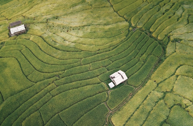 Vista aérea de los campos de arroz naturales para el cultivo, terraza del campo de arroz en la montaña