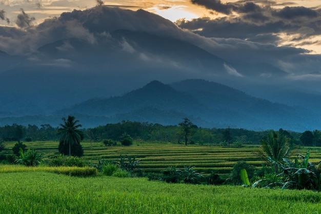 Vista aérea de campos de arroz en terrazas bali indonesia