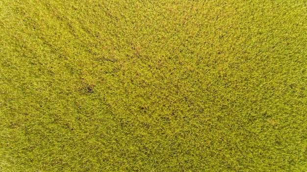 Vista aérea de unos campos de arroz.