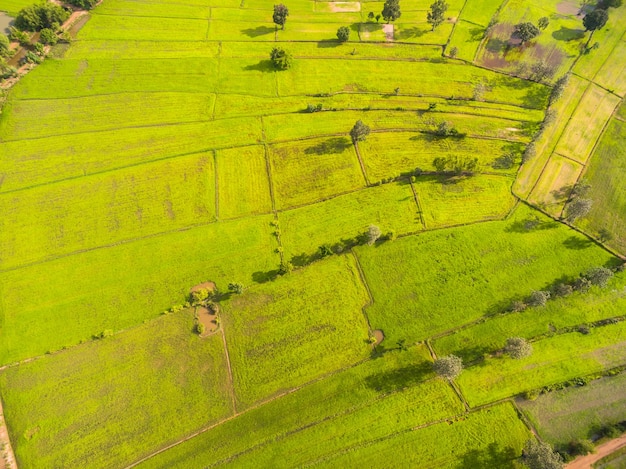 Vista aérea de los campos de arroz