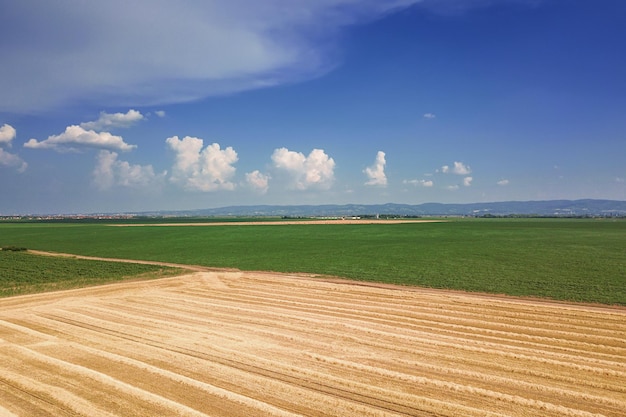 Vista aérea de campos de cultivo en un día soleado de verano. Cosecha de trigo.