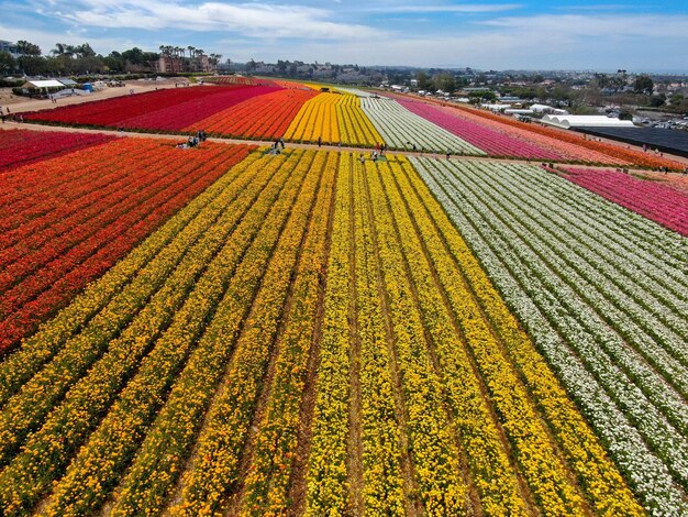 Vista aérea de los campos de flores. el turista puede disfrutar de las laderas del colorido flujo de Ranunculus gigante