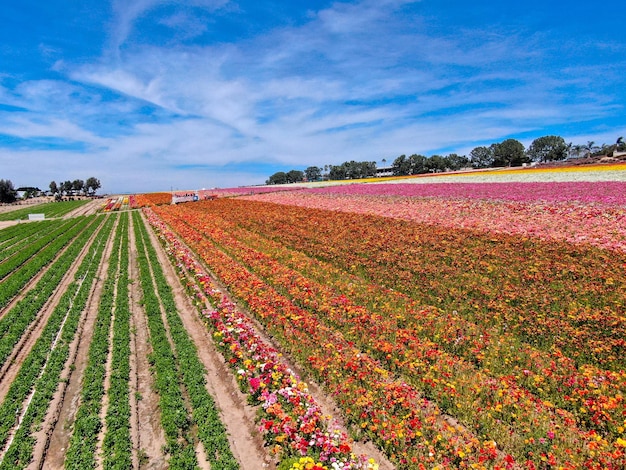 Vista aérea de los campos de flores. el turista puede disfrutar de las laderas de colorido Ranunculus gigante