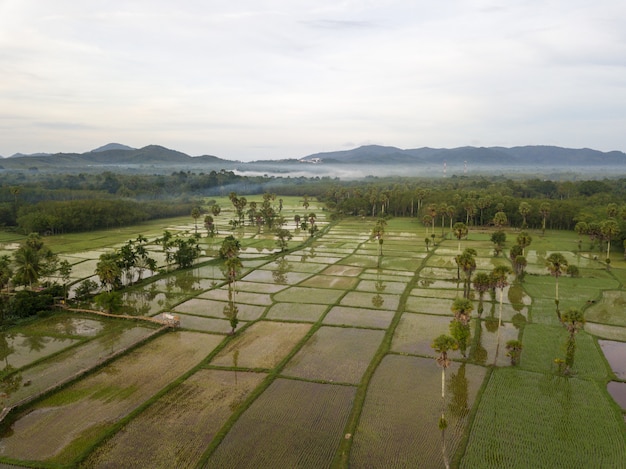 Vista aérea de los campos recién plantados.