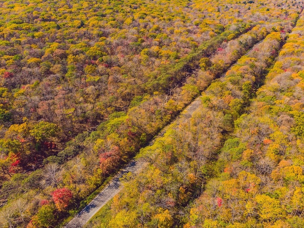 Vista aérea de la carretera en el hermoso bosque de otoño al atardecer Hermoso paisaje con árboles vacíos de caminos rurales con hojas rojas y naranjas Carretera a través del parque Vista superior desde un dron volador Naturaleza