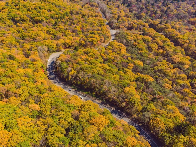 Vista aérea de la carretera en el hermoso bosque de otoño al atardecer Hermoso paisaje con árboles vacíos de caminos rurales con hojas rojas y naranjas Carretera a través del parque Vista superior desde un dron volador Naturaleza