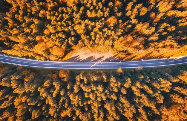 Vista aérea de la carretera de montaña en el hermoso bosque al atardecer en otoño. Vista superior del zumbido de la carretera asfaltada en el bosque. Paisaje colorido con calzada, árboles con hojas de naranja en otoño. Viajes y naturaleza