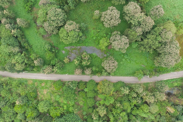 Vista aérea de la carretera pasando el bosque.