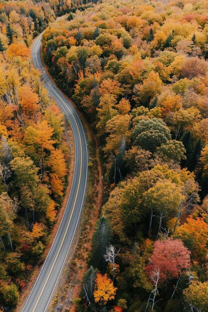 una vista aérea de una carretera rodeada de árboles