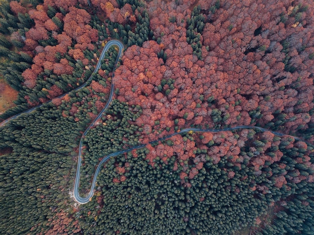 Foto vista aérea de una carretera sinuosa en el bosque