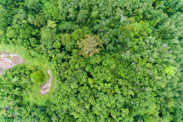 Vista aérea Cima para baixo da floresta tropical Bela natureza floresta paisagem paisagem