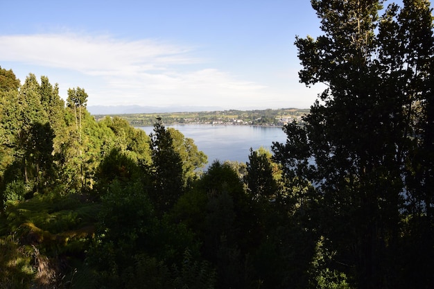 Vista aérea de la ciudad Puerto Varas a través de las ramas de los árboles Puerto Varas Chile