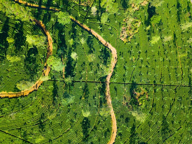 Vista aérea de colinas con plantaciones de té en la mañana brumosa en Sri Lanka Foto de Drone