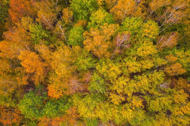 Vista aérea de las copas de los árboles coloridos, Lituania, otoño