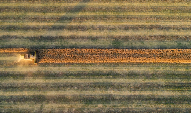 Vista aérea de la cosechadora cosechando trigo al atardecer. Hermoso campo de trigo.