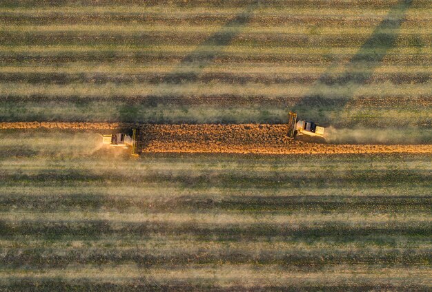 Vista aérea de la cosechadora cosechando trigo al atardecer. Hermoso campo de trigo.