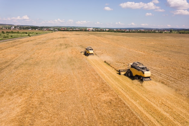 Vista aérea de cosechadoras cosechando gran campo de trigo maduro amarillo.