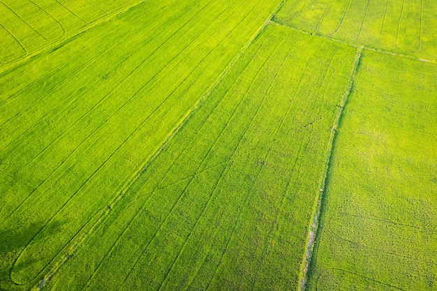 Vista aérea del cultivo agrícola del campo de arroz verde en tierras agrícolas en el campo