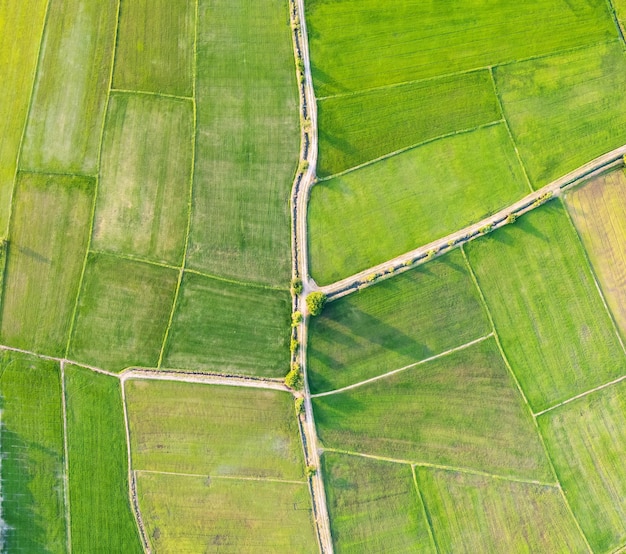 Vista aérea del cultivo agrícola del campo de arroz verde en tierras agrícolas en el campo