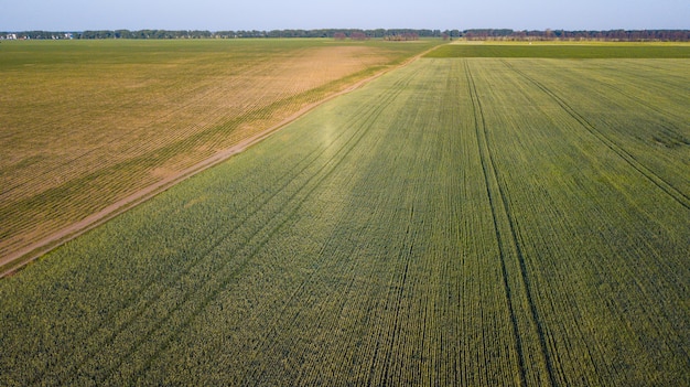 Vista aérea del cultivo.