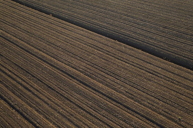 Vista aérea de cultivos de maíz jóvenes que crecen bajo el sol en suelo seco al atardecer