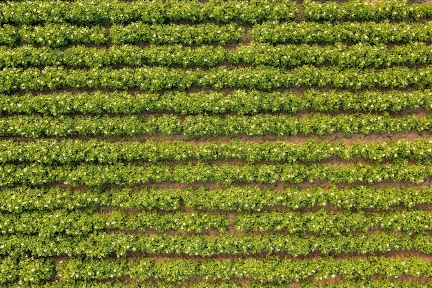 Vista aérea de los cultivos de patatas en flor en el campo